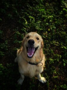 pexels-photo-2409503-2409503 Happy Golden Retriever sitting on grass, mouth open in a joyful expression.